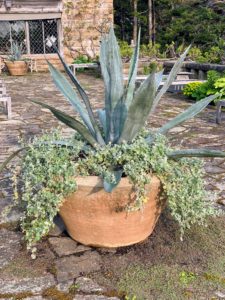 After planting this agave, I chose to underplant it with Helichrysum petiolare, commonly known as licorice plant and trailing dusty miller. This plant prefers sun to part-shade with well-drained soil.