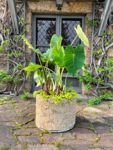 This is an Alocasia planted in a faux bois pot and paired with Lysimachia. I love the large leaves of Alocasia, also known as elephant ear.