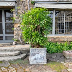This planter is one of a pair and was made sometime in the 18th to the 19th century. This year, we planted it with Lady’s palm, Rhapis excelsa.