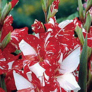 The varieties planted include this one - 'Zizanie', cherry red flowers with whipped cream white. When mature, gladiolas are about 18-inches to 36-inches tall. (Photo courtesy of Brent and Becky's)