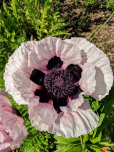 Poppy blossoms, Papaver orientale, last only a week or two, but they provide a stunning show during that time. This one is light pink with a dark burgundy center. Poppies look as if they're made of crepe paper and can be more than six-inches across on stems up to three-feet in height.