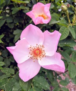I have many roses in my flower garden. Some of them were transferred here from my home in East Hampton. I am so happy with how well they’re doing. In the last couple years, I’ve added many more David Austin roses and various varieties from Northland Rosarium.