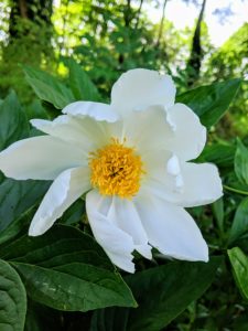 Here is a tree peony in bloom. They flower from late April to early May but the season often varies from year to year. My tree peony border is just across the carriage road from the Summer House. Some of the big, beautiful flowers are still blooming.