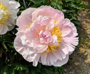 Peonies usually bloom quite easily. Be sure to always plant the eyes, the points at which new growth emerges, no more than two inches deep. Also, be sure the plants get at least six hours of full sun per day.