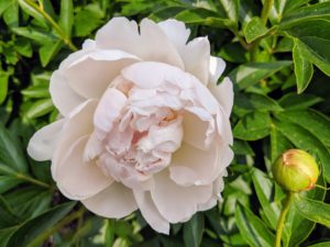 This peony is still in the process of unfurling. For those with newly planted peonies - plants do not usually flower the first year. The initial year is concentrated on developing a good root system and foliage. The second year should prove more successful.