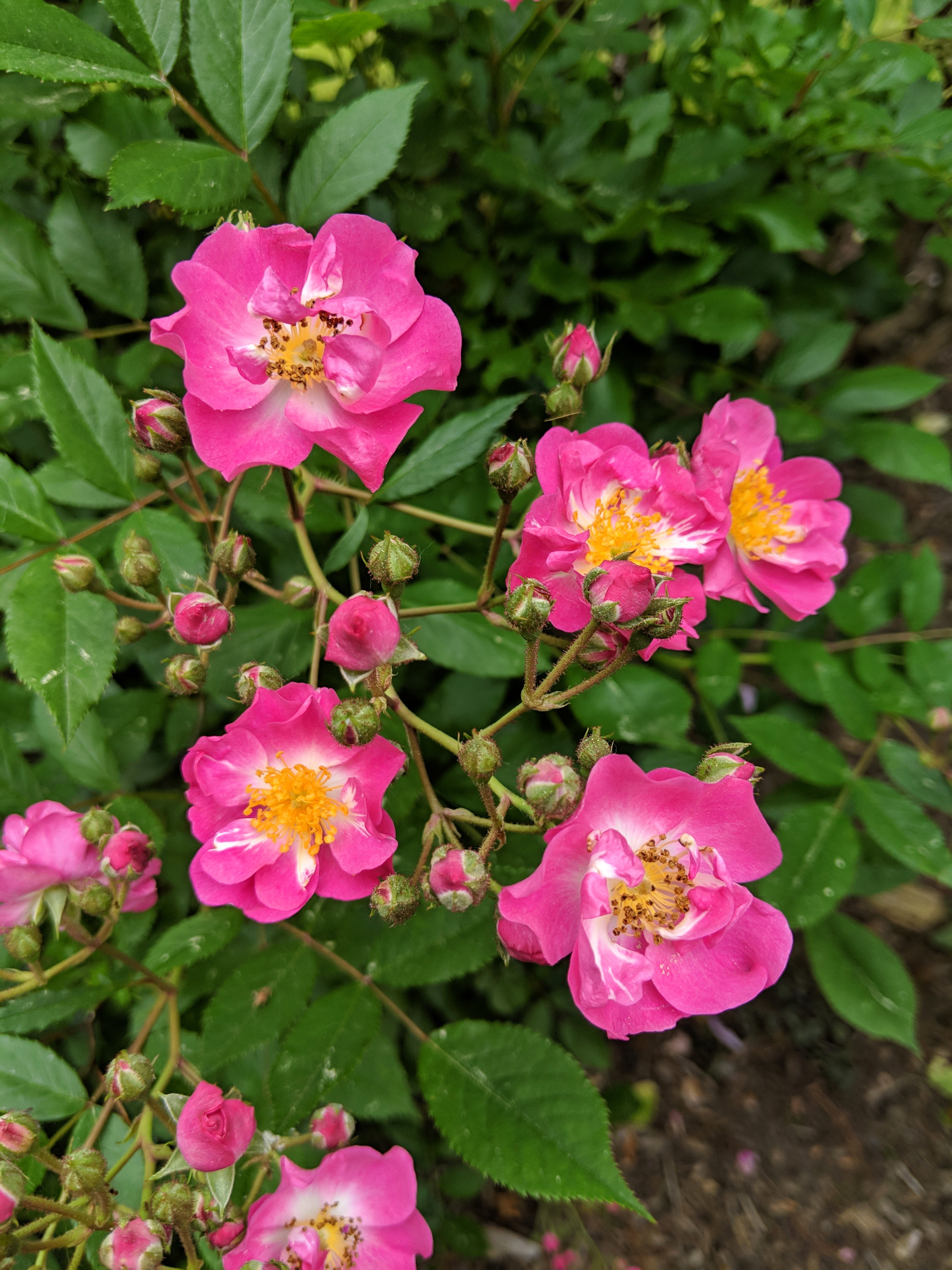 Blooming Roses at the Farm - The Martha Stewart Blog