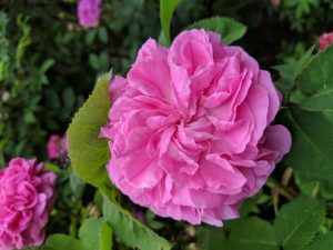 Rosa 'Therese Bugnet' is a hardy shrub rose with large, double flowers that are very fragrant and bloom from mid-June until frost.