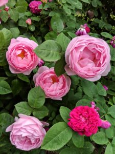 When watering, give roses the equivalent of one-inch of rainfall per week during the growing season. Water at the soil level to avoid getting the foliage wet. Wet leaves encourage diseases such as black spot and powdery mildew.