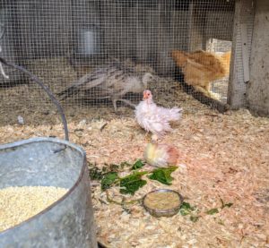 Next door, in "coop #1", our brooder of baby chicks and a peachick. Soon, I will show you our newest additions to the flock.