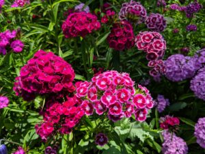 There are numerous types of dianthus – most have pink, red, or white flowers with notched petals.