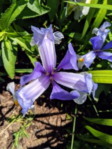 Also in my flower cutting garden are beautiful irises in a variety of colors.