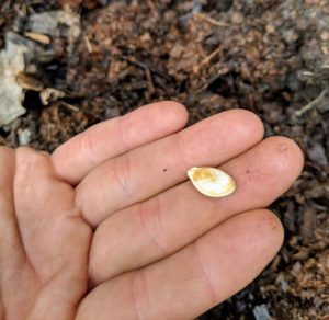 A pumpkin seed, also known in North America as a pepita, is the edible seed of a pumpkin or certain other cultivars of squash. The seeds are typically flat and asymmetrically oval, with a white outer husk.