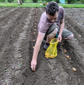 As with planting any bulb, Ryan places each one with the pointed end faced up. If the pointed end is not obvious, look for the flat side, which is the bottom. These are planted about eight to 10 inches apart.