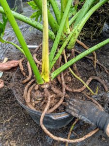 Next, Gavin and Ryan add soil to the pot, leaving some of the roots exposed. Many varieties of Philodendron produce aerial roots which aid in climbing trees and to provide supplemental nourishment.