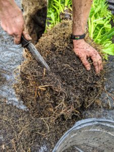 Gavin cuts away the old, outer roots to stimulate new growth and promote good aeration. He cuts about two inches off the bottom to accommodate the new pot.