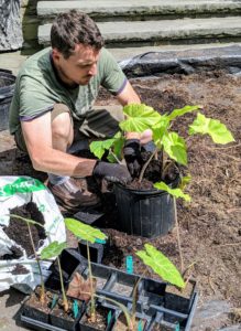 Ryan uses a professional growing mix containing Canadian sphagnum peat moss, bark, perlite, vermiculite, dolomitic limestone, and a long-lasting wetting agent.