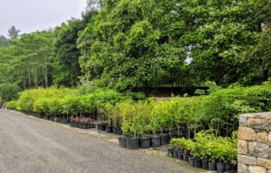 The tour passed by one area filled with potted saplings. We originally got these trees as bare-root cuttings and they’ve already grown quite a bit. These young trees will eventually be transplanted into the woodland or in various areas around the farm.