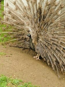As you may know, peafowl are members of the pheasant family. This is a Bronze peacock. Bronze peafowl are very rare – not all breeders will have them. This male is so beautiful with his brown tail and elongated covert feathers.
