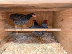 Here are the three Barred Rock chickens at Ari's family farm - one male and two females. These chickens were hatched in February, so they're about four-and-a-half-months old. Ari took several photos before leaving for Bedford.
