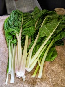 Here's the Swiss chard - cleaned and ready to place in a bag.