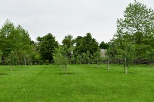 My orchard surrounds three sides of my pool and a purple columnar beech tree hedge. This photo was taken last summer - the trees are doing well, but still quite small.
