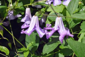 It typically grows to six-feet tall and features single, nodding flowers with recurved tips.