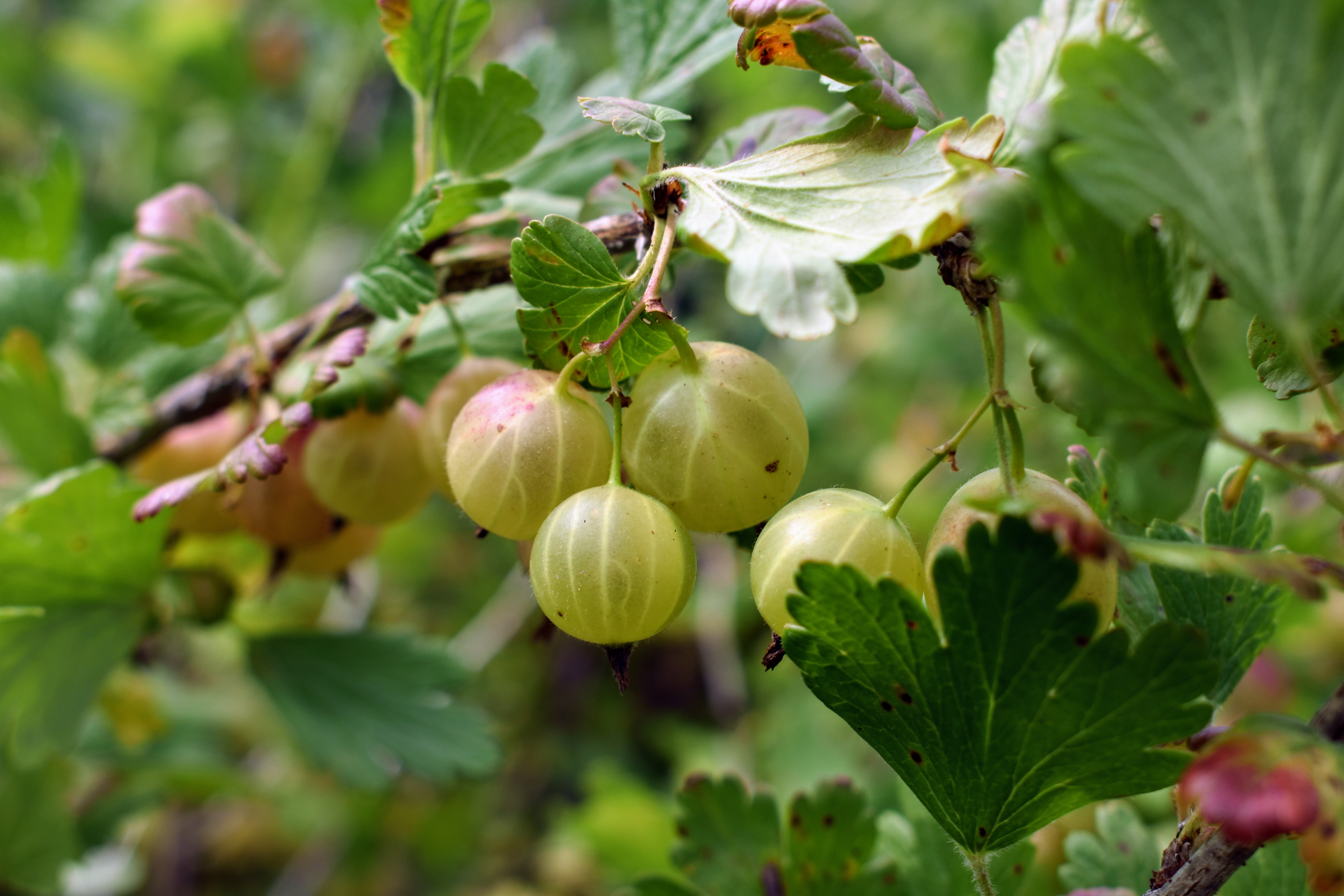 picking-gooseberries-and-currants-at-the-farm-the-martha-stewart-blog