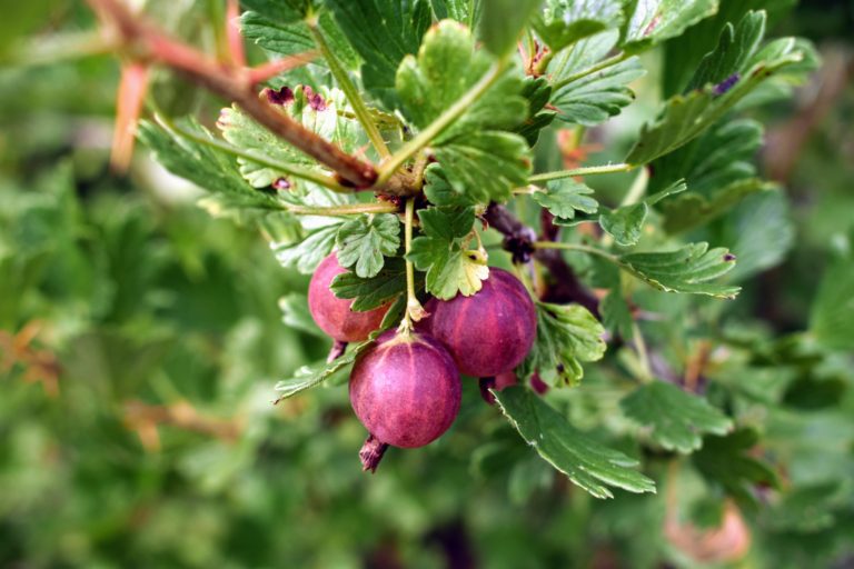 Picking Gooseberries and Currants at the Farm - The Martha Stewart Blog