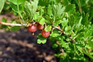 When picking, look for full-grown gooseberries. American varieties usually reach about a half-inch long in size.
