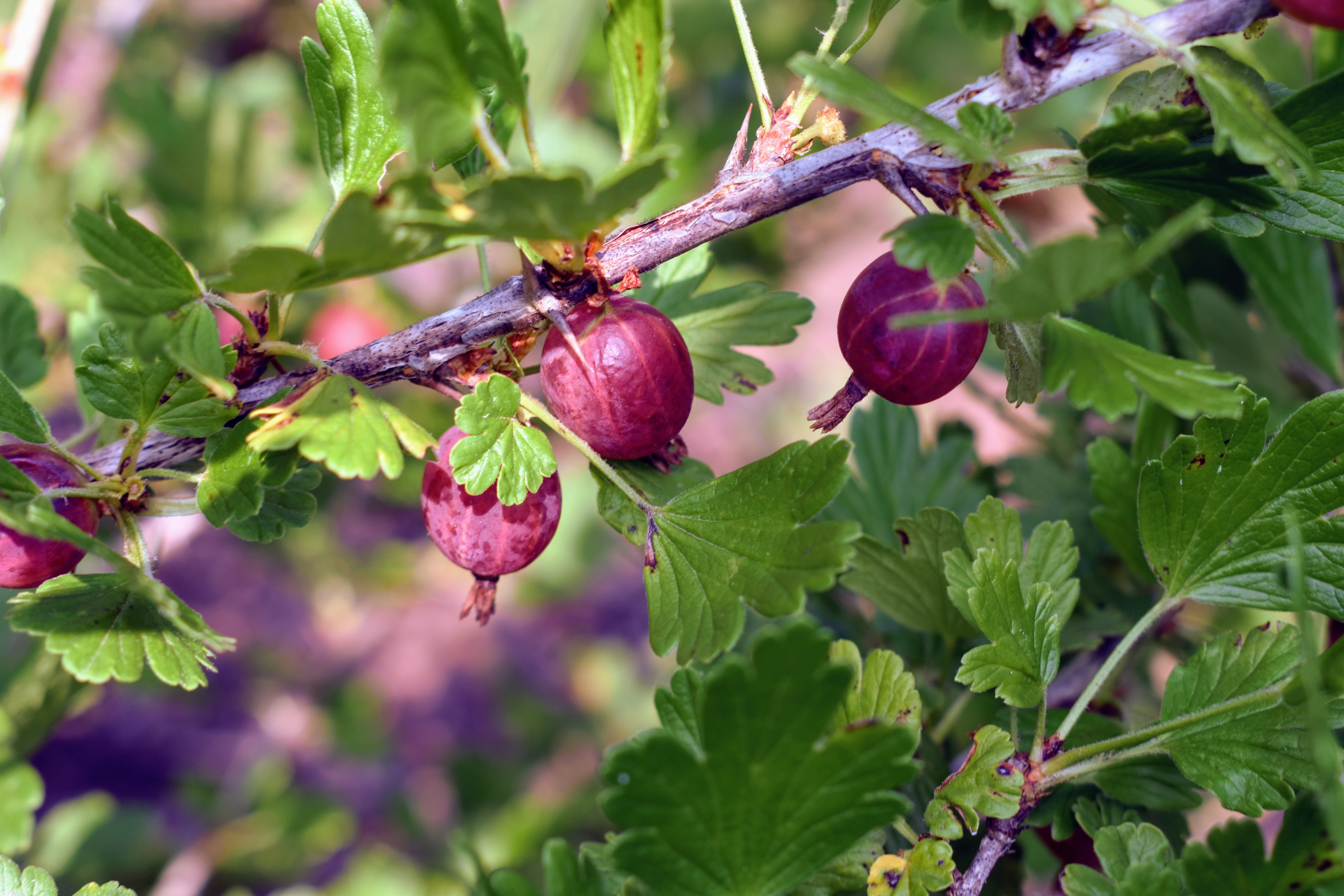 Picking Gooseberries and Currants at the Farm - The Martha Stewart Blog