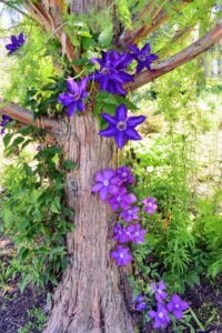 Across from my undulating pergola, at the base of my bald cypress trees, we’ve planted more clematis.