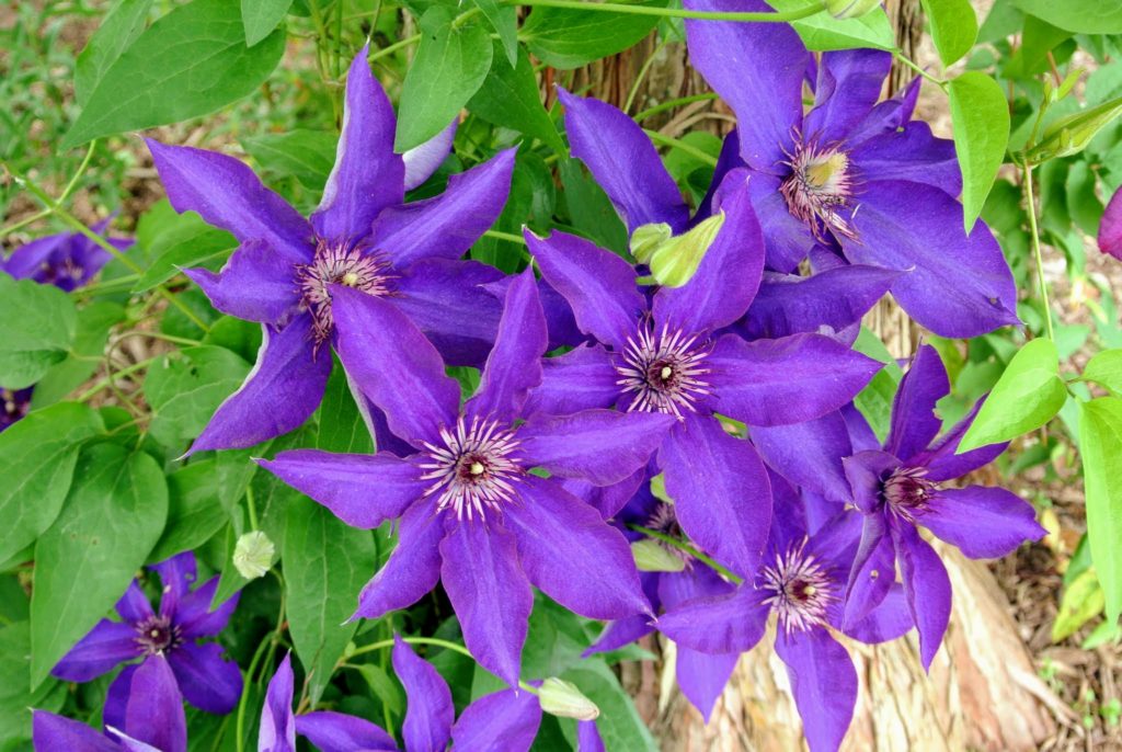 My Blooming Clematis at the Farm - The Martha Stewart Blog