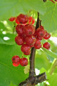 The fruits grow in clusters called racemes and are very easy to pick. The best time to harvest red currants is when the fruits are firm and juicy.