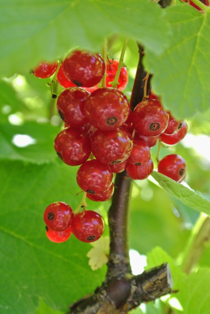 Picking Gooseberries And Currants At The Farm - The Martha Stewart Blog