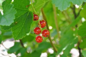 The red currants can range from deep red to pink to almost yellow in color.