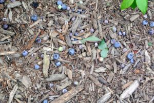 Many blueberries also fall to the ground. All those picked are carefully inspected - only the best are saved.