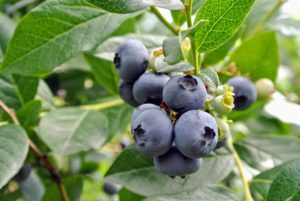 Blueberries are high in fiber, high in vitamin-C, and contain one of the highest amounts of antioxidants among all fruits and vegetables.