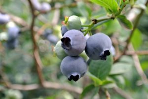 Blueberries also freeze very well and once defrosted, can be used identically to fresh berries in almost any way.