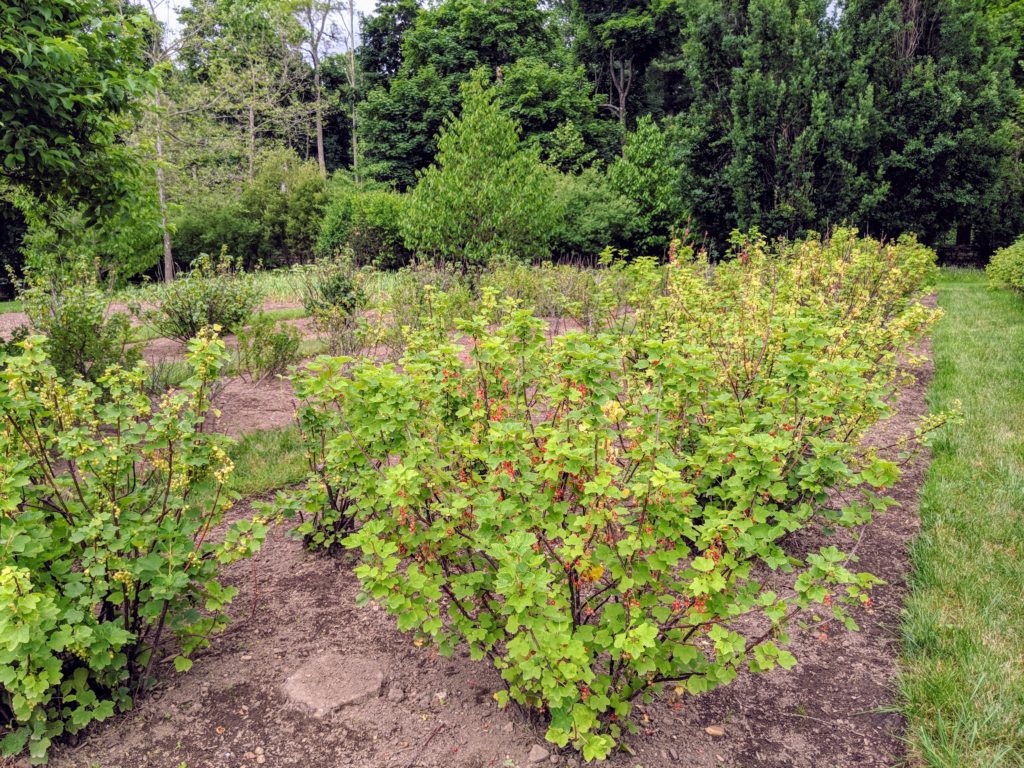 Picking Gooseberries And Currants At The Farm - The Martha Stewart Blog