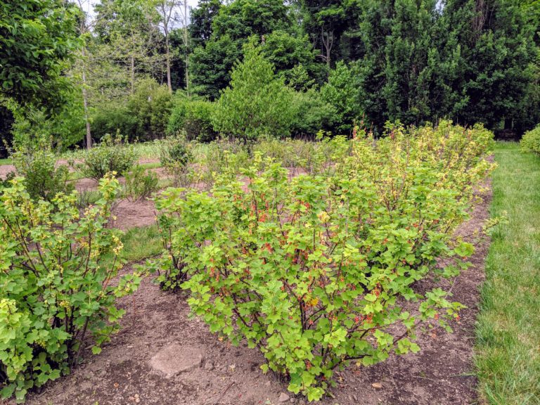 Picking Gooseberries and Currants at the Farm - The Martha Stewart Blog