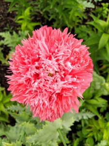 Poppies are an attractive, easy-to-grow flower in both annual and perennial varieties. I recently posted a glossary of poppies on my Instagram page @MarthaStewart48.
