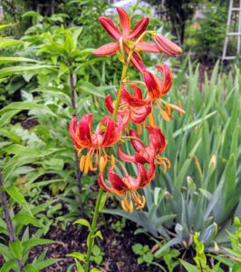 Lilium martagon is a Eurasian species of lily. Not only are martagons tall, stately and stunning, but they can have between 12 and 30 lily flowers per stem. Martagon lilies can be yellow, pink, lavender, pale orange, deep, dark red or even pure white.