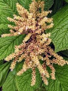 Rodgersia is a genus of flowering plants in the Saxifragaceae family. Rodgersia plants are herbaceous perennials originating from East Asia. The common name is Roger’s Flower. Rodgersia prefers partial shade and fertile, damp soils.