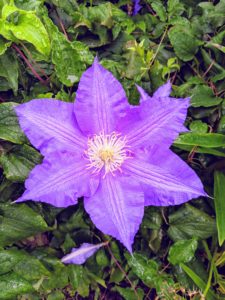 Clematis, pronounced KLEH-muh-tis, are native to China and Japan and known to be vigorous growers.