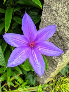The standard clematis flower has six or seven petals, measuring five to six inches across. Colors range from lavender to deep purple, white to wine red, and even a few in yellow.