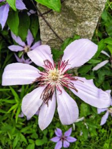 Here is another very light colored clematis flower with more slender petals.