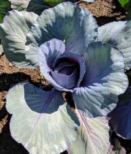 Red, or purple, cabbage is often used raw for salads and coleslaw. It contains 10-times more vitamin-A and twice as much iron as green cabbage.