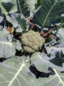Broccoli is a hardy vegetable that is high in vitamins A and D. I always set aside a large bag of broccoli for my grandchildren, Jude and Truman – they love broccoli, and it is one of the healthiest vegetables.