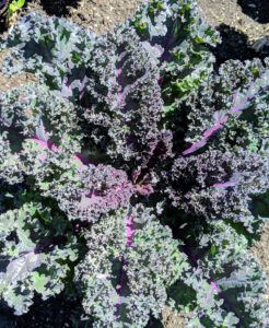 Kale or leaf cabbage is a group of vegetable cultivars within the plant species Brassica oleracea. They have purple or green leaves, in which the central leaves do not form a head.