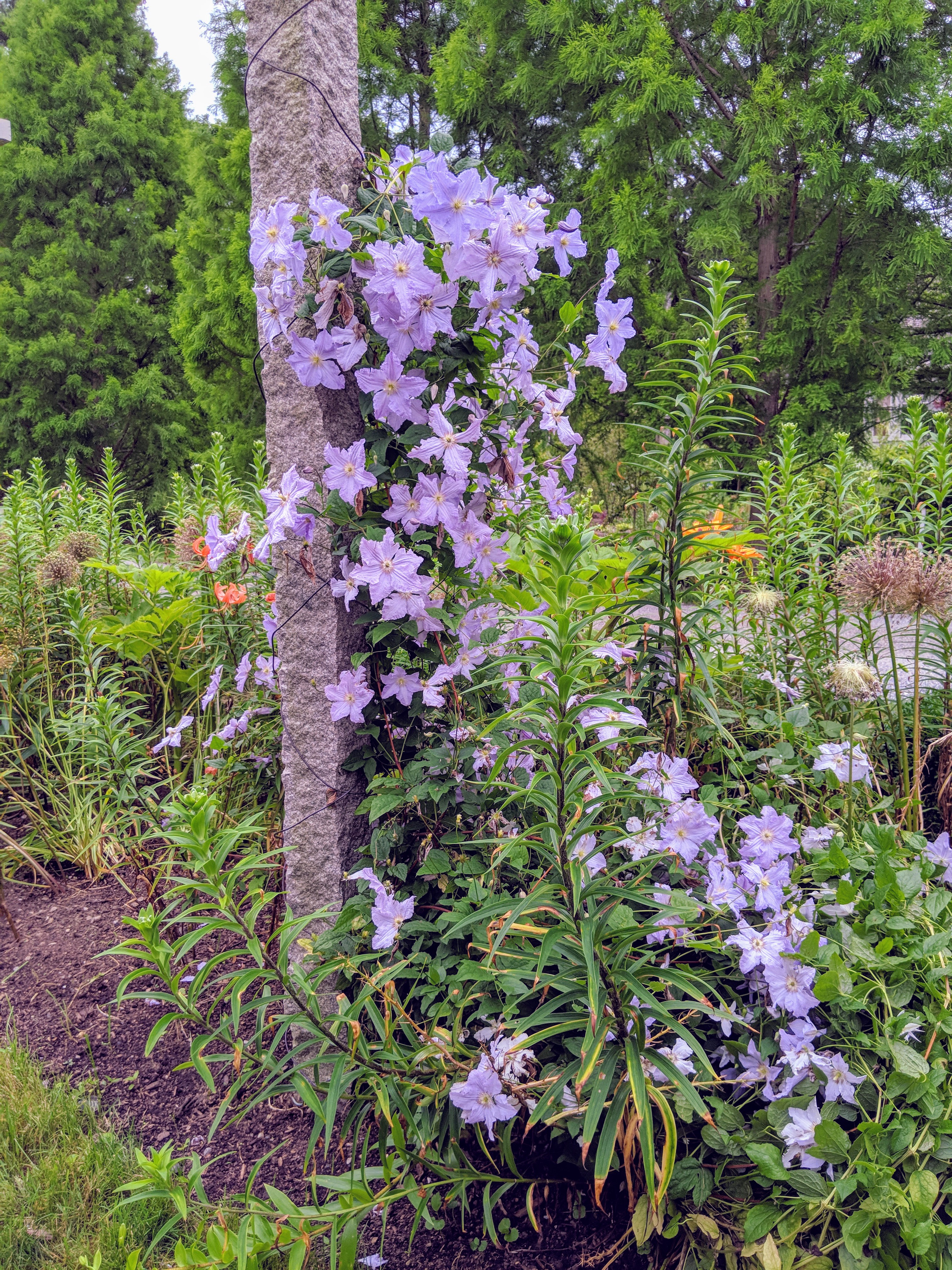 My Blooming Clematis At The Farm The Martha Stewart Blog